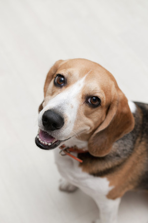 ついつい何でも許してしまうワンちゃんの上目遣い 実は計算だった Four Legs